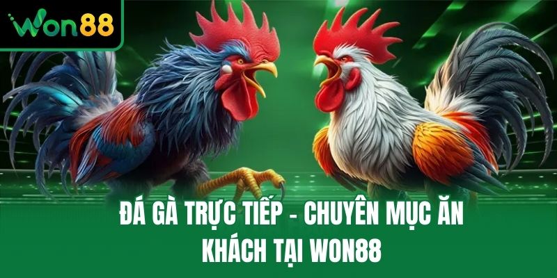 Đá gà trực tiếp - Chuyên mục ăn khách tại Won88