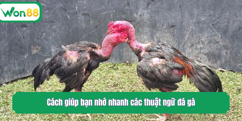Cách giúp bạn nhớ nhanh các từ vựng đá gà