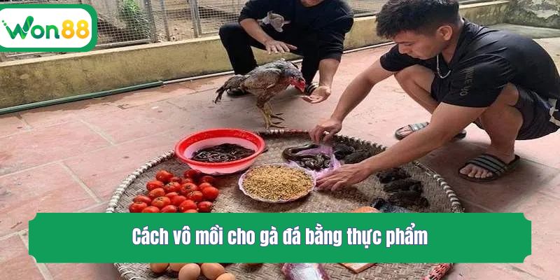 Cách vô mồi cho gà đá bằng thực phẩm