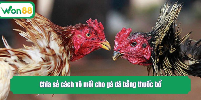 Chia sẻ cách vô mồi cho gà đá bằng thuốc bổ