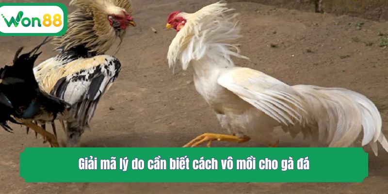 Giải mã lý do cần biết cách vô mồi cho gà đá