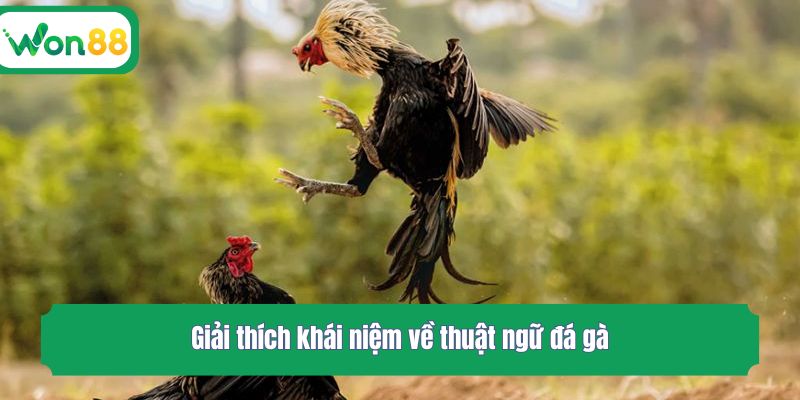 Giải thích khái niệm về thuật ngữ đá gà