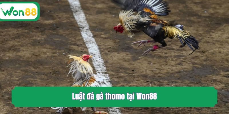 Luật đá gà thomo tại Won88