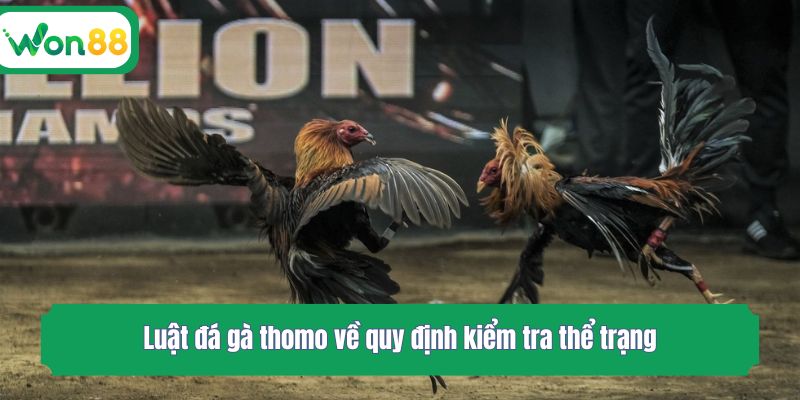 Luật đá gà thomo về quy định kiểm tra thể trạng