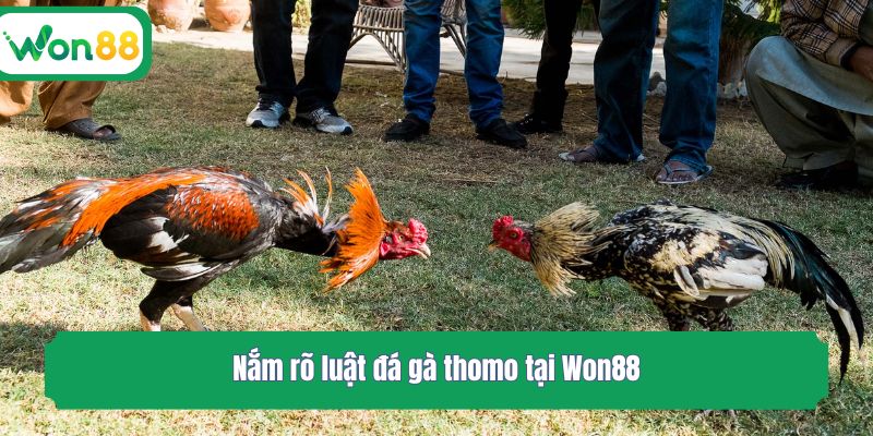 Nắm rõ luật đá gà thomo tại Won88