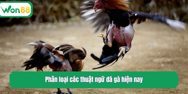 Phân loại các thuật ngữ chọi gà hiện nay