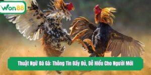 Thuật Ngữ Đá Gà: Thông Tin Đầy Đủ, Dễ Hiểu Cho Người Mới