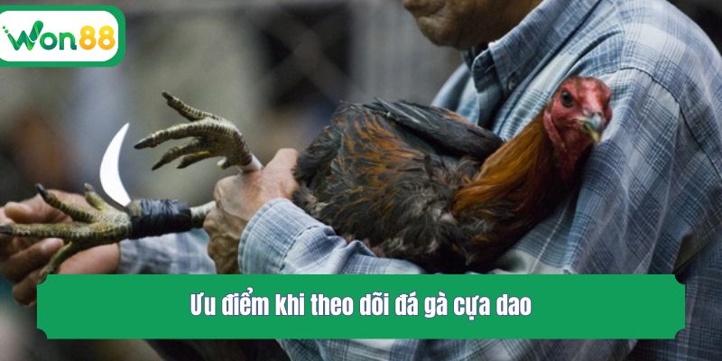Ưu điểm khi theo dõi đá gà cựa dao